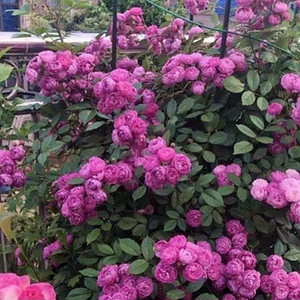 藤本月季葡萄园之歌爬藤月季庭院花墙花苗盆栽庭院玫瑰粉紫色