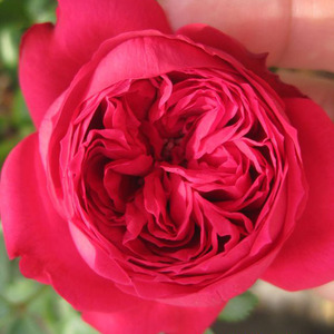 本杰明布里顿月季