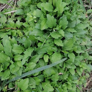 同款货源巧萌兔旗舰店天猫马兰根中药材马兰草路边菊蟛蜞鱼鳅串