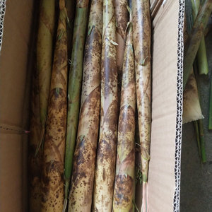 千岛湖新鲜小竹笋野生春笋10斤现挖野笋蔬菜水竹笋花壳笋带壳小笋