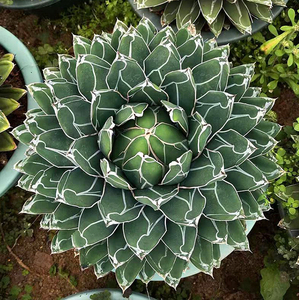 龙舌兰笹之雪仙人球多肉植物世之雪大颗盆栽净化空气阳台园艺绿植