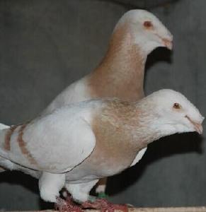 观赏鸽 蛇头鸽子 头型鸽子 黄杠蛇头 白蛇头 观赏鸽子 鸽子活体
