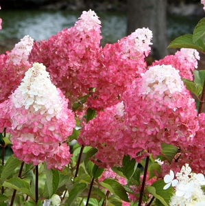 圆锥绣球冰淇淋系列 香草草莓 粉色 包活包对版 八仙花49包邮