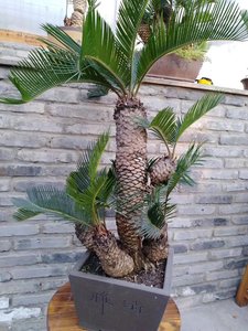 正宗日本进口一物一拍 铁树盆栽盆景高杆细长白皮块茎多肉0人付款655