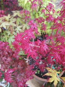 淡忘一切2006淘宝原生日本进口红枫出猩猩盆栽1人付款46.