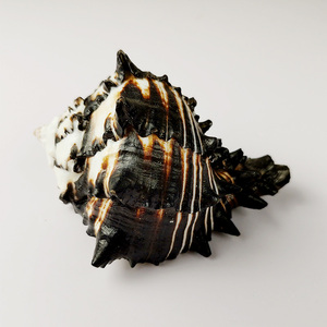 天然贝壳海螺黑斑马螺美国黑骨螺鱼缸造景装饰卷贝鱼寄居蟹备用替