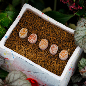 5年c63b黄金线生石花多肉寿丽玉系阳台绿植庭院盆栽爱萌多肉