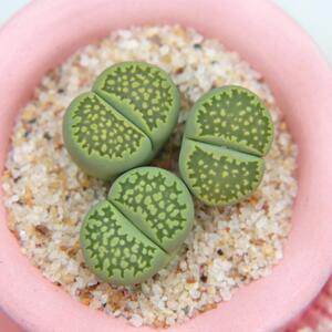 c351a绿李夫人5年岛田母本生石花多肉阳台植物pp花盆栽爱萌多肉