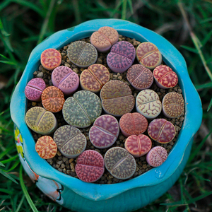 爱萌柘榴玉c40生石花pp岛田种源4年桌面萌物多肉植物pp花盆栽绿植