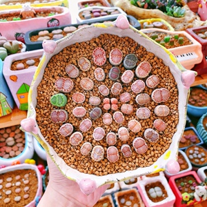 831-840岛田生石花屁股花bn多肉植物室内阳台盆栽0605爱萌多肉