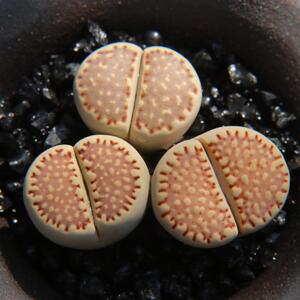 c122岛田生石花福来玉盆栽绿植番杏净窗饼干阳台多肉植物爱萌多肉