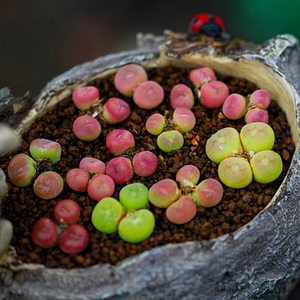 151-160岛田生石花屁股花qj多肉植物室内阳台盆栽0512爱萌多肉