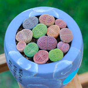 赤褐富贵玉多肉植物4年c154岛田生石花萌物pp花阳台盆栽爱萌多肉