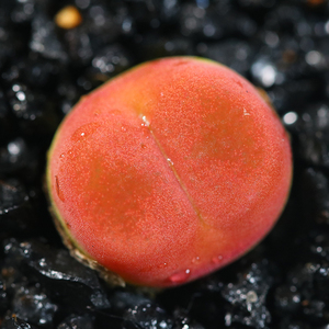 41-50岛田生石花屁股花qj多肉植物室内阳台盆栽1216爱萌多肉