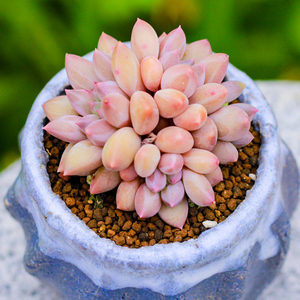 红蜻蜓多肉植物景天科老桩阳台盆栽组合园艺绿植好养爱萌多肉