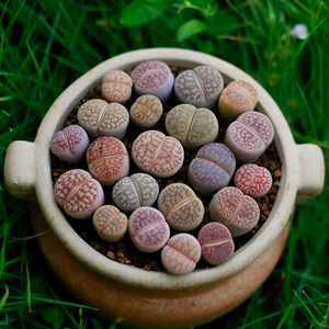 一箭之遥大白生石花紫熏x绫耀玉岛田多肉植物办公室盆栽爱萌多肉