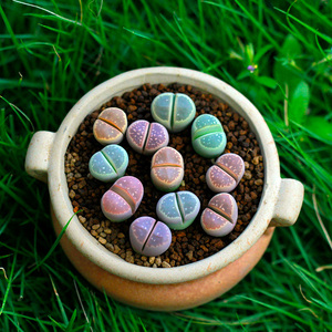 橄榄玉生石花c55