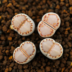 福来玉3年c217岛田生石花饼干番杏科石头花pp桌面小萌物 爱萌多肉