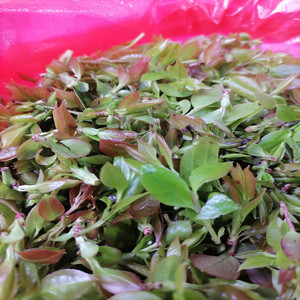 100g包邮新鲜乌饭叶南烛树叶取汁泡浸糯米做黑饭传统季节美食好吃