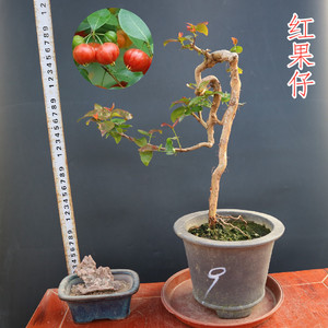 巴西红果仔常绿植物观叶观果盆景客厅茶台小品好养易活耐寒耐高温