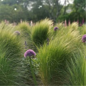 成都美丽羽毛草 细叶针茅 马尾盆栽苗如发丝飘逸 多年生花境植物