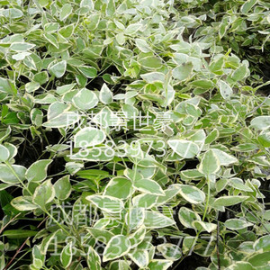 黄金花叶蔓观叶绿植盆栽阳台垂吊吊兰植物四季常绿花卉20厘米盆栽