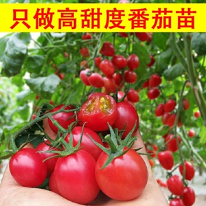 圣女果苗千禧圣女果苗盆栽小番茄小西红柿樱桃番茄四季结果草莓苗