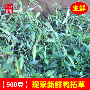 新鲜鸭拓草 现采竹叶草水竹叶现采碧竹子中草药竹叶菜竹节菜 包邮