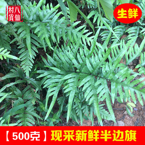 野生半边旗 新鲜半边蕨半边锯中草药甘草蕨单边牙凤尾草 500g包邮