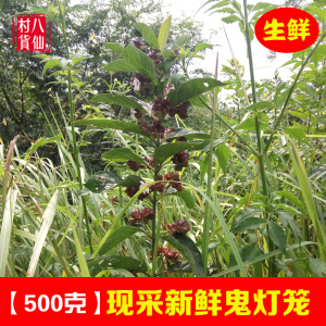 现采鬼灯笼草 新鲜白花鬼点火灯笼 中草药材苦灯笼凉茶 500克包邮