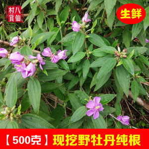 现挖新鲜野牡丹根 龅牙狼枝叶 山石榴 中草药材 大金香炉猪古稔