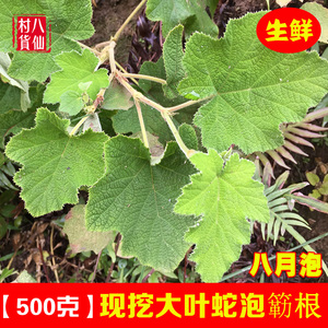 野生新鲜大叶蛇泡簕根 八月泡纯根中草药粗叶悬钩子根 500g 包邮