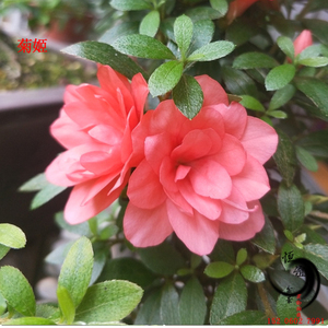 【菊姬】重瓣类 鲜红色 皋月品种杜鹃