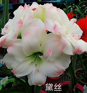 [9月到货]荷兰朱顶红 黛丝 圆润重瓣大花[小北花园 长春]