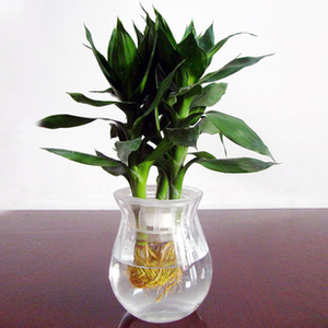 水培莲花竹 花竹室内盆景盆栽水生水养办公室内桌面植物好养送礼