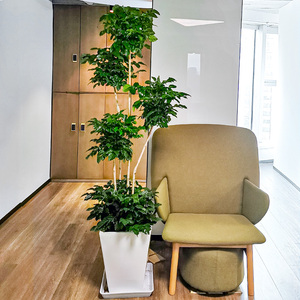 大型幸福树五层绿宝盆栽造型植物室内客厅办公室厅祛除甲醛新绿植