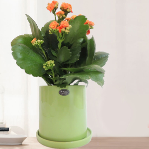 长寿花重瓣带花苞好养开花家居阳台桌面绿植花卉室内办公室小盆栽