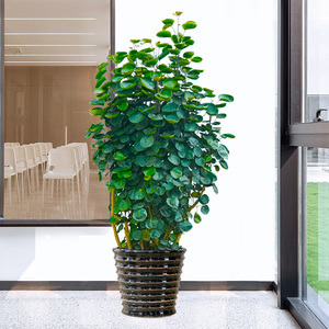 圆叶福禄桐乔迁开张吉祥大型绿植办公室内福禄寿盆栽观赏型钱兜兜