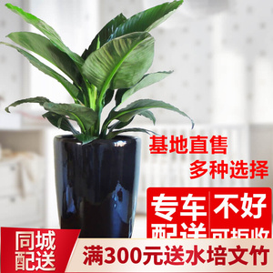 绿巨人一帆风顺万年青开花水培水生盆栽花卉植物绿植桌面创意