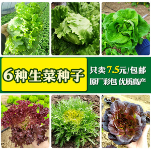 6种生菜种子包邮 菜园易种生菜叶菜沙拉菜籽 四季播可生食蔬菜
