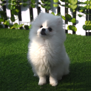 可爱便宜茶杯犬