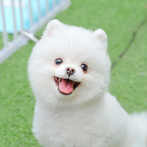 赛级茶杯犬博美幼犬俊介活物小狗狗真狗小型可爱适合小孩养宠物狗