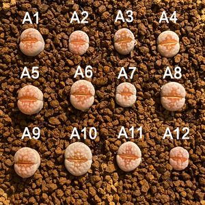 【小洱】c183a热唇一物一拍烈焰红唇屁股番杏编号生石花多肉植物