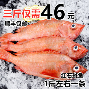 红石斑鱼冷冻整条深海红鱼大龙胆鱼富贵鱼深海鱼鲜活海鲜水产斑鱼