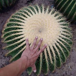 【多肉小刺球】多肉小刺球品牌,价格 - 阿里巴巴