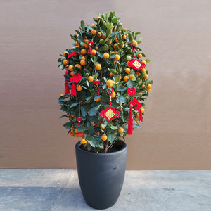 金桔盆栽带果橘子树可食用室内装饰盆景大盆带果招财树年宵花绿植