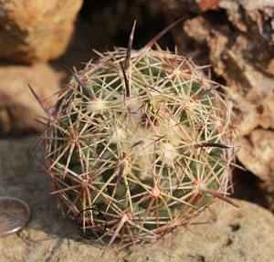 实生 顶花球 古镜丸 coryphantha calipensis 5.7cm 仙人球178