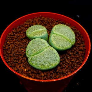 【琥珀玉生石花母本】琥珀玉生石花母本品牌,价格 - 阿里巴巴