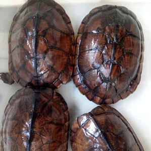 2010年南石金钱龟 活体宠物乌龟越南种石龟 各种年份镇宅观赏包邮