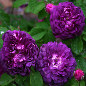 黎塞留主教 灌木阳台月季紫色月季耐阴浓香月季苗欧月苗